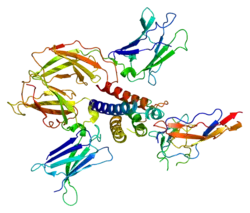 Interleukin-2-Rezeptor γ-Kette