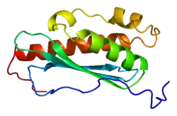 Eisen-Schwefel-Cluster-Gerüstprotein