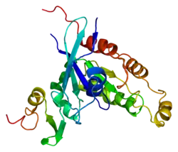 Serin/Threonin-Protein-Kinase PAK 3