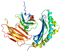 Prolactin-induziertes Protein