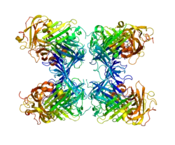 Urokinase plasminogen activator surface receptor