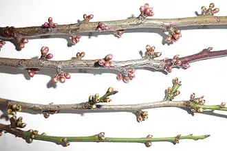 P. vachuschtii (oben) und P. cerasifera (unten)