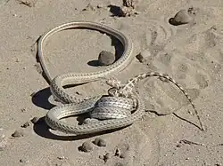 P. lineolatus mit junger Steppenagame