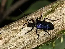 Pseudogaurotina excellens