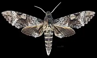 Männchen Dorsalansicht