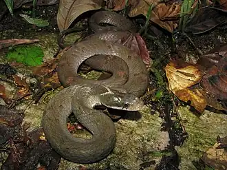 Großaugen-Gebirgswassernatter (Pseudoxenodon macrops)