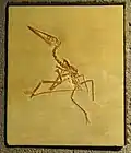 Pterodactylus antiquus – Naturmuseum Senckenberg