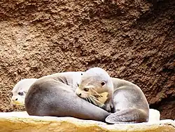 Riesenotter (Pteronura brasiliensis)