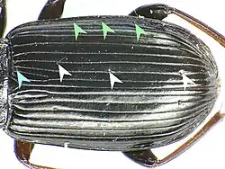 Abb. 12: Porenpunkte (Pterostichus anthracinus)