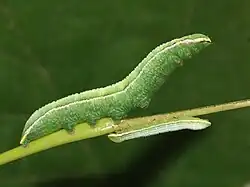Vorletztes Raupenstadium in Häutungsruhe