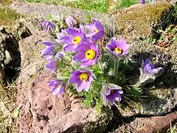 Gewöhnliche Kuhschelle