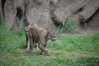 Pumas