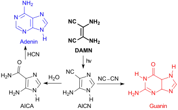 Synthese von Purinbasen aus DAMN