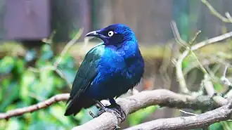 Purpurglanzstar (Lamprotornis purpureus)