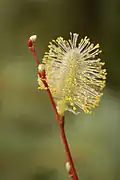 Weidenkätzchen