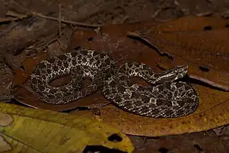 Costaricanische Stülpnasenlanzenotter (Porthidium volcanicum)