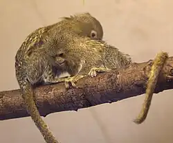 Gelbbauch-Zwergseidenäffchen