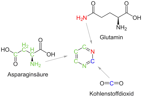 Herkunft der Atome des Grundgerüsts der Pyrimidine während der Biosynthese