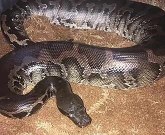 Sumatra-Kurzschwanzpython (Python curtus)
