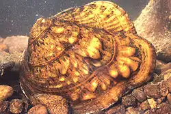 Familie Unionidae (Fluss- und Teichmuscheln), Quadrula metanevra, „Affengesichtsmuschel“