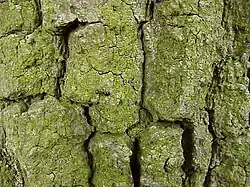 Netzborke an Stiel-Eiche