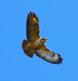 Bussard über Rückers