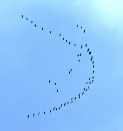 Kranichzug über den Eisenküppel