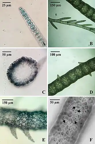 Morphologische Merkmale von C. caeruleus aus dem Río Paraná (C: Querschnitt mit Rindenzellen, F: reifer Faden mit Rindenzellen; Pfeilspitzen: Monosporangien & Monosporen.)