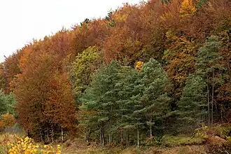 Laubwald bei Chalmessin, Gemeinde Vals-des-Tilles