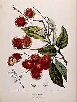 Rambutan (Nephelium lappaceum L.)