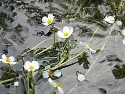 Flutender Wasser-Hahnenfuß