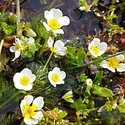 Pinselblättriger Wasserhahnenfuß (Ranunculus penicillatus)