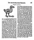 Abbildung und Beschreibung aus Conrad Gessners (1516–1565) Vogel-Buch (deutsche und verbesserte Ausgabe von 1669)