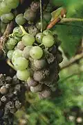 Stadien des Botrytis-Befalls