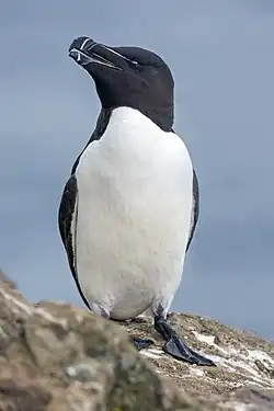 Tordalk (Razorbill)