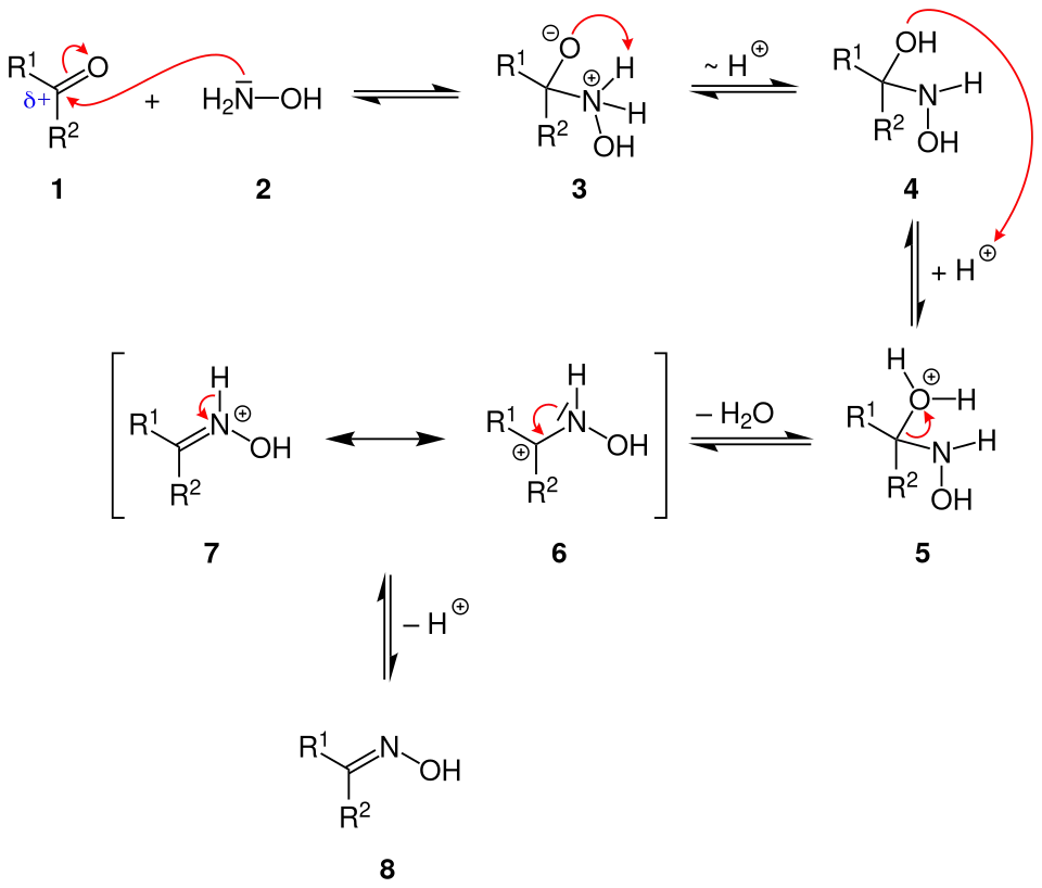 Reaktionsmechanismus der Oxim-Bildung aus einer Carbonylverbindung und Hydroxylamin unter saurer Katalyse