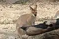 Rotnackenwallaby (Notamacropus rufogriseus)