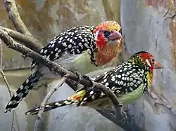 Flammenkopf-Bartvögel (Trachyphonus erythrocephalus)