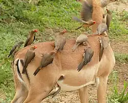 Rotschnabel-Madenhacker auf Schwarzfersenantilope