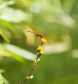 Nicht identifizierte Libellenart