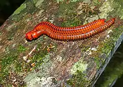 Doppelfüßer bei der Paarung