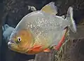 Piranha