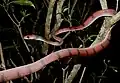 Siphlophis compressus