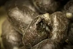 Schlüpfen aus dem Kokon