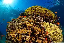 Korallenriffe im Golf von Akaba und dem Roten Meer im Königreich Saudi-Arabien