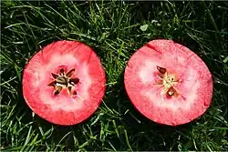 Aufgeschnittener Redlove Era im Gras