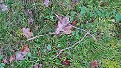 An die Oberfläche geflüchtete Regenwürmer