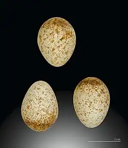 Eier vom Madeiragoldhähnchen aus der Sammlung von de Naurois