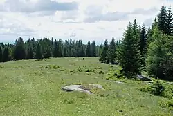 Wiese im Gipfelbereich