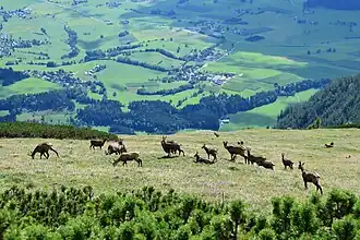 Gämsenherde über dem Trofaiacher Becken
